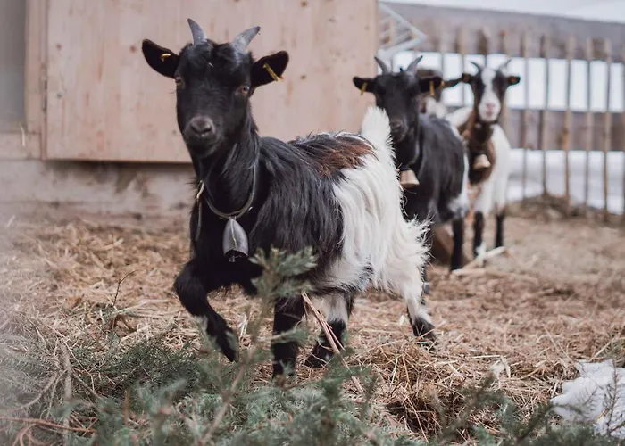 Stettli Daire Parpan